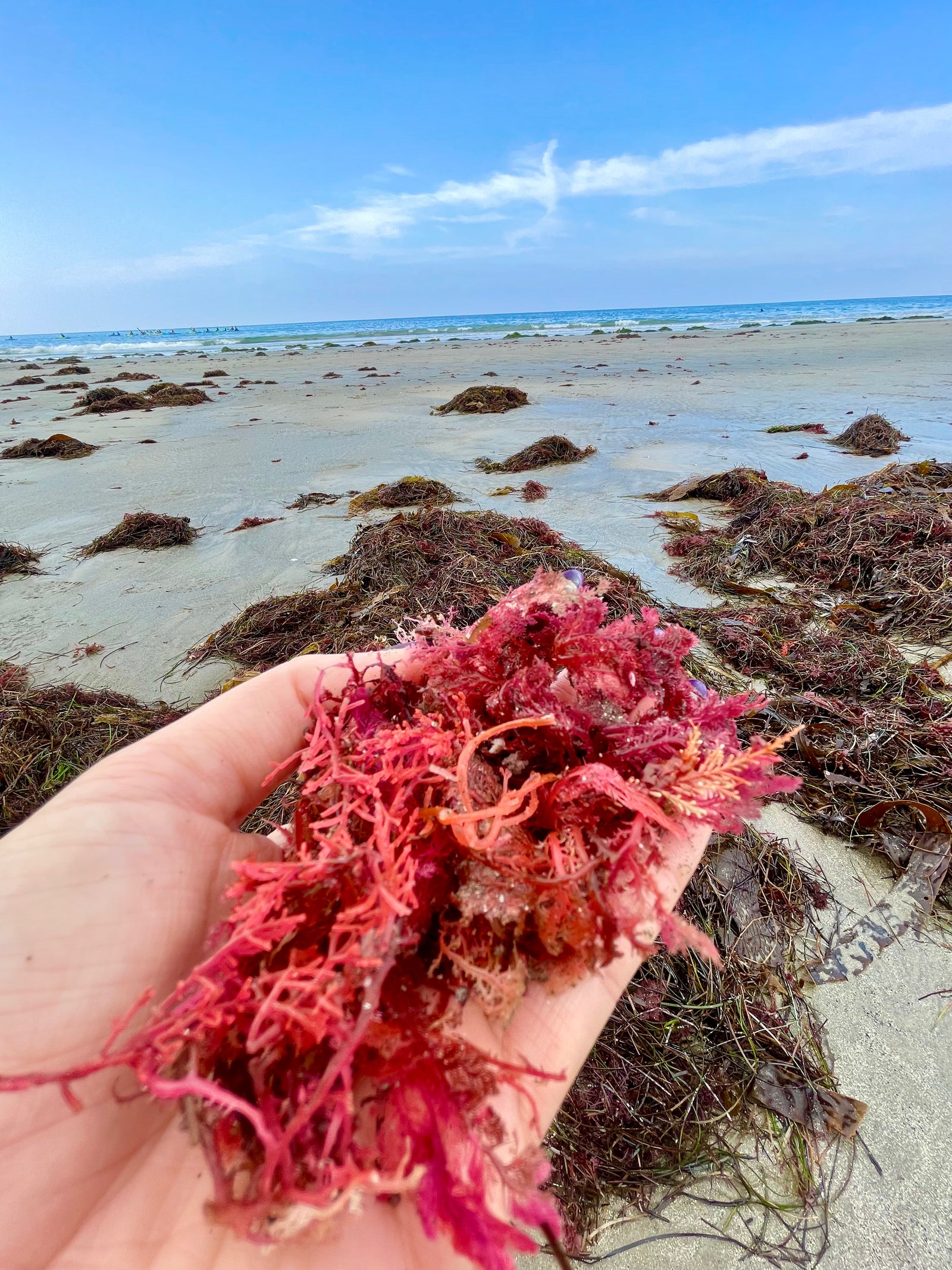 A handful of pink drift seaweed collected beside the tide pools