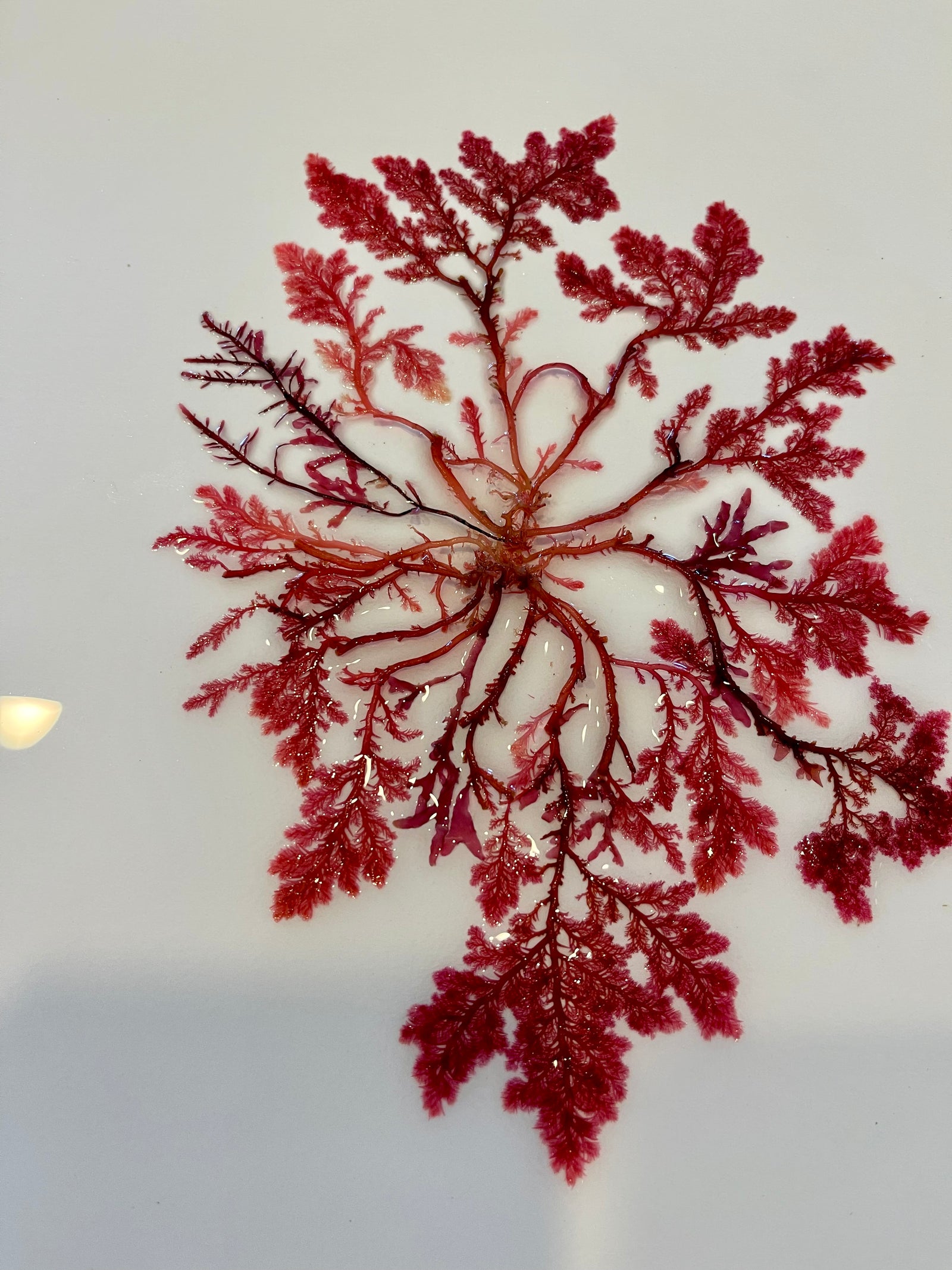 Delicate red seaweed branches arranged in a botanical composition