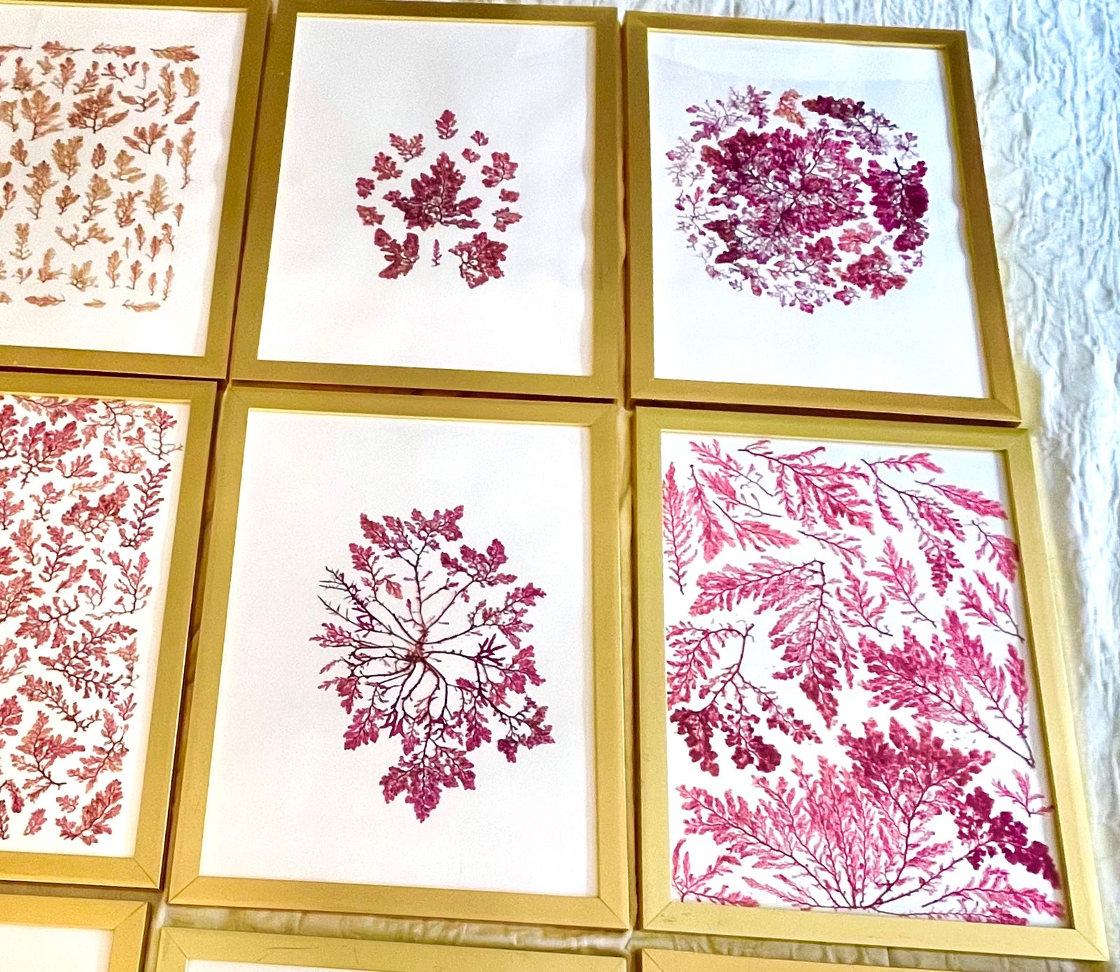Finished pressed seaweed artwork displayed in gold-toned frames