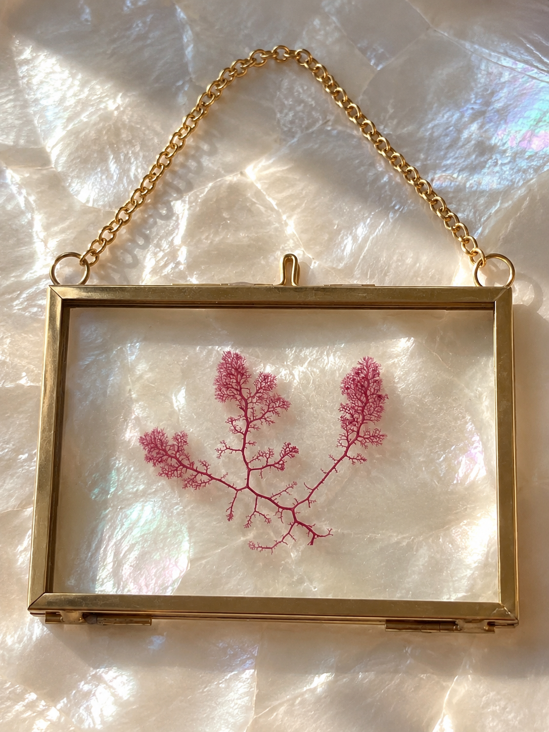 Real Pressed Seaweed Glass Frames