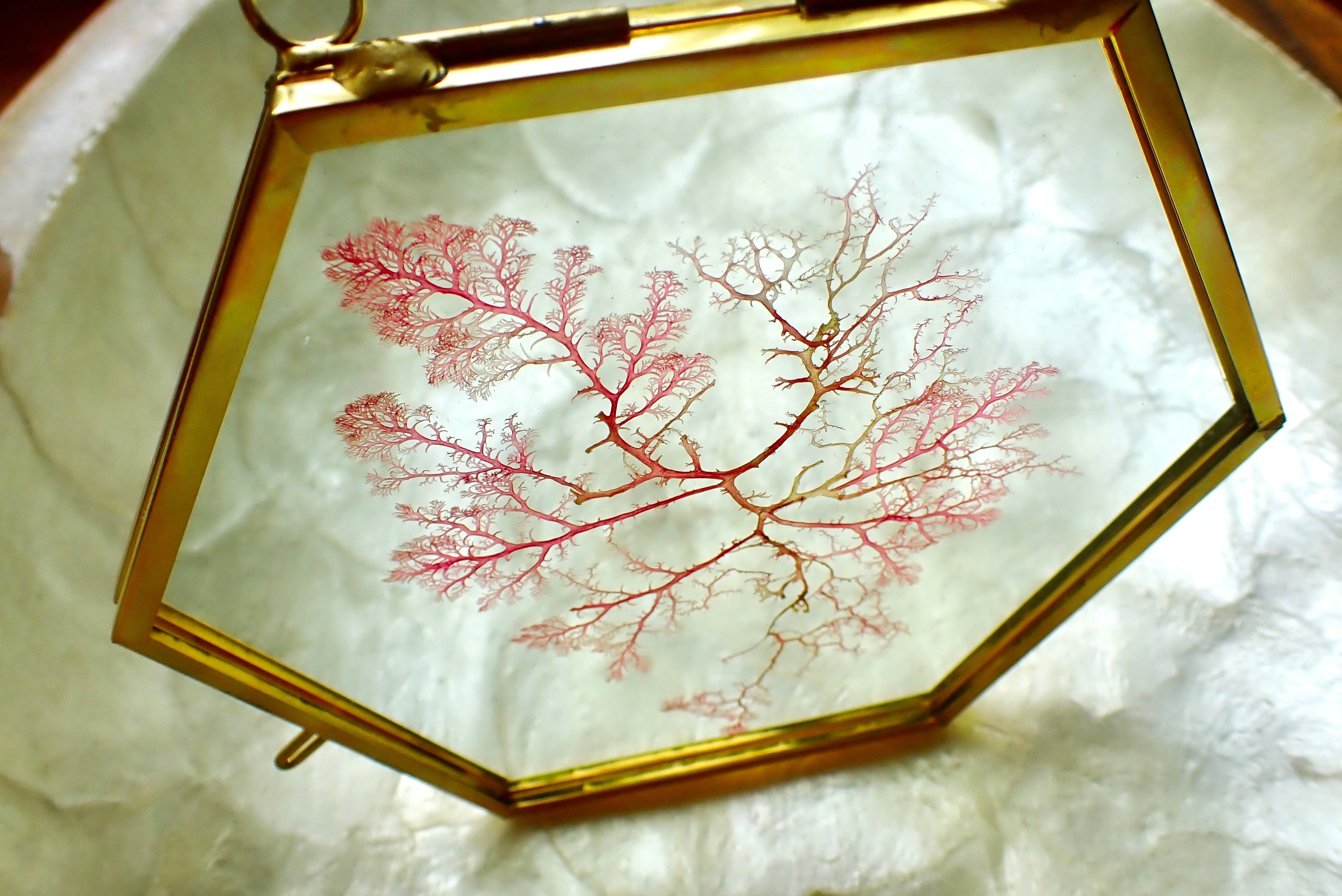 Framed Pressed Seaweed
