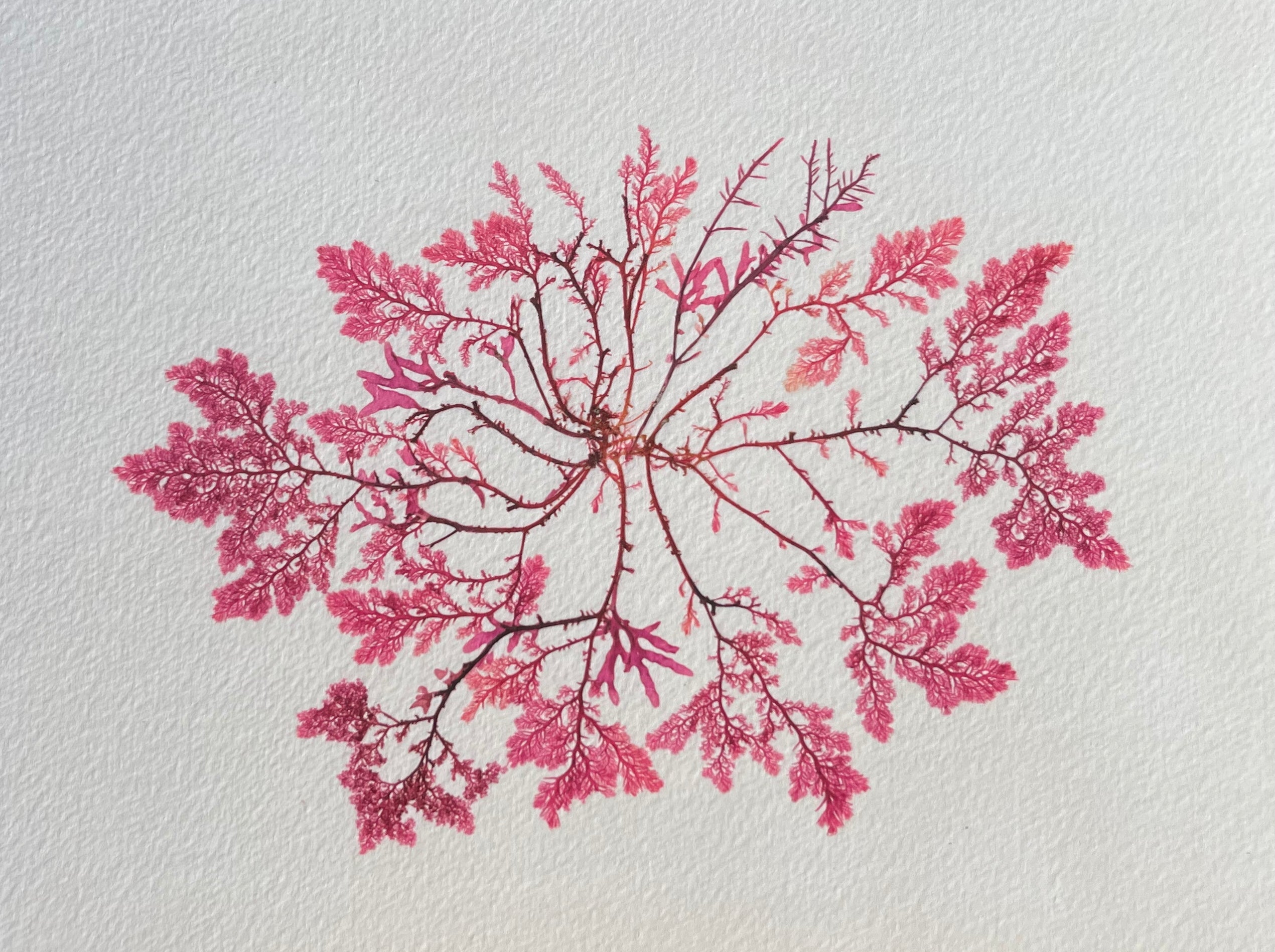Real Pressed Seaweed Prints