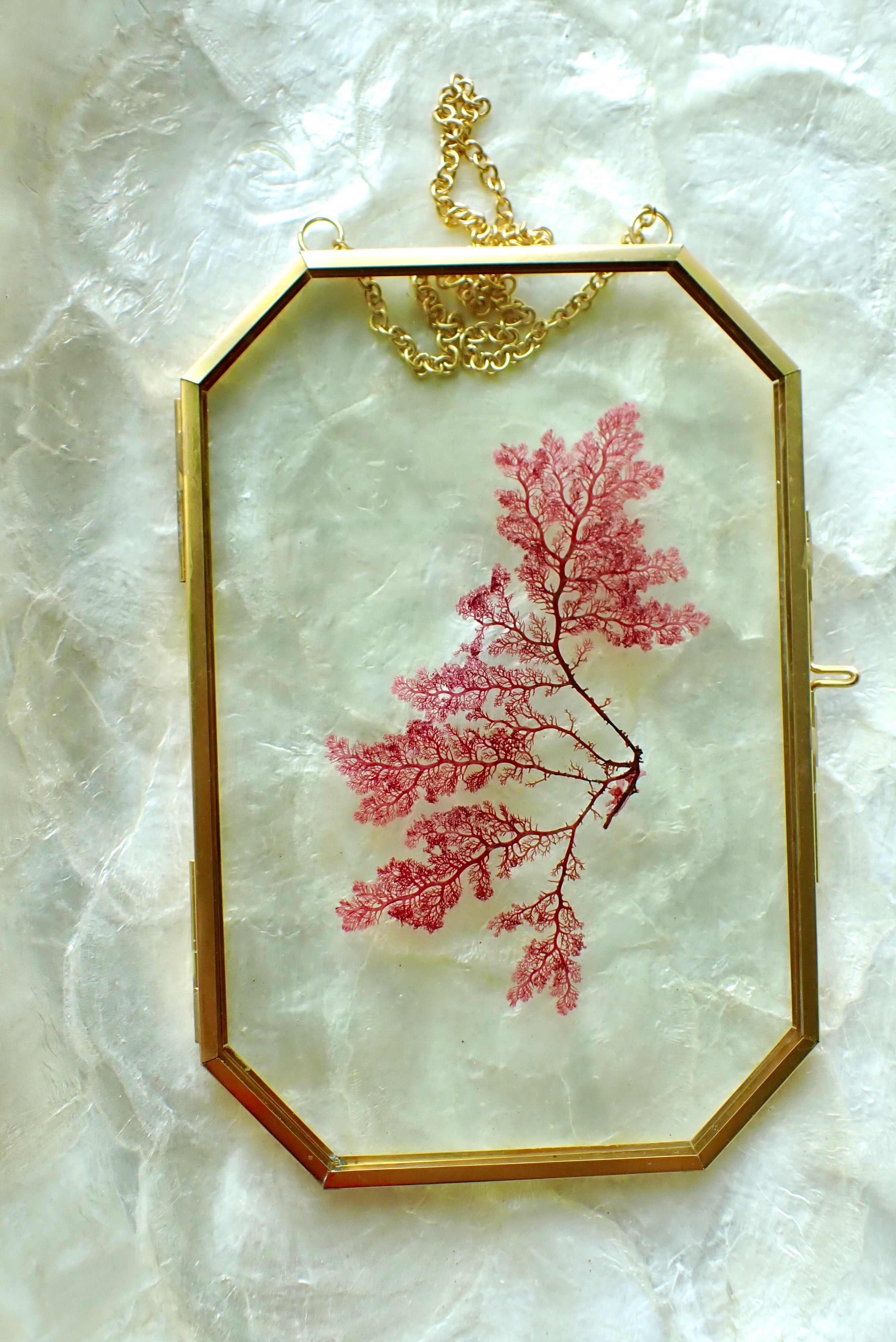 Framed Pressed Seaweed No. 1