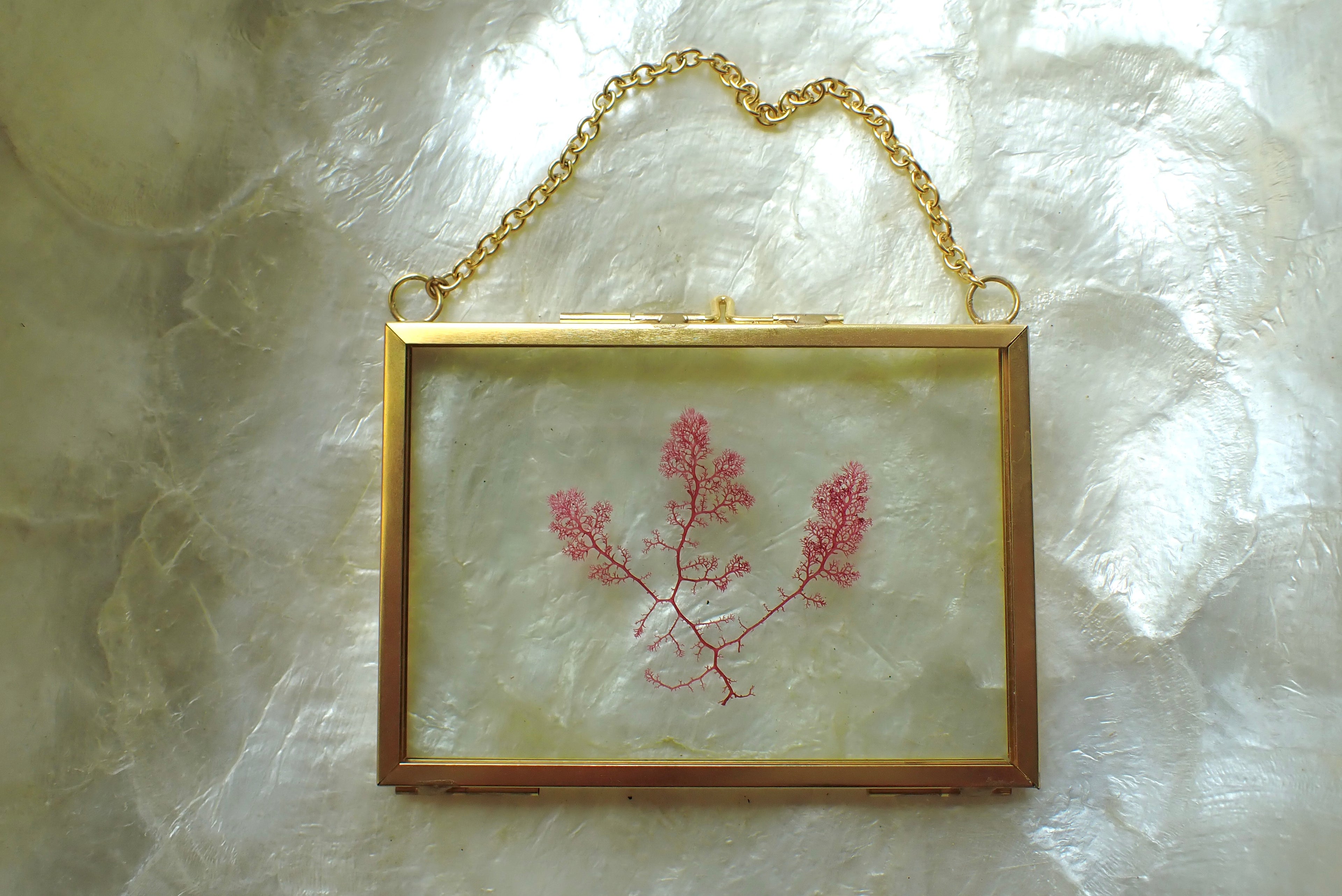 Framed Pressed Seaweed No. 2