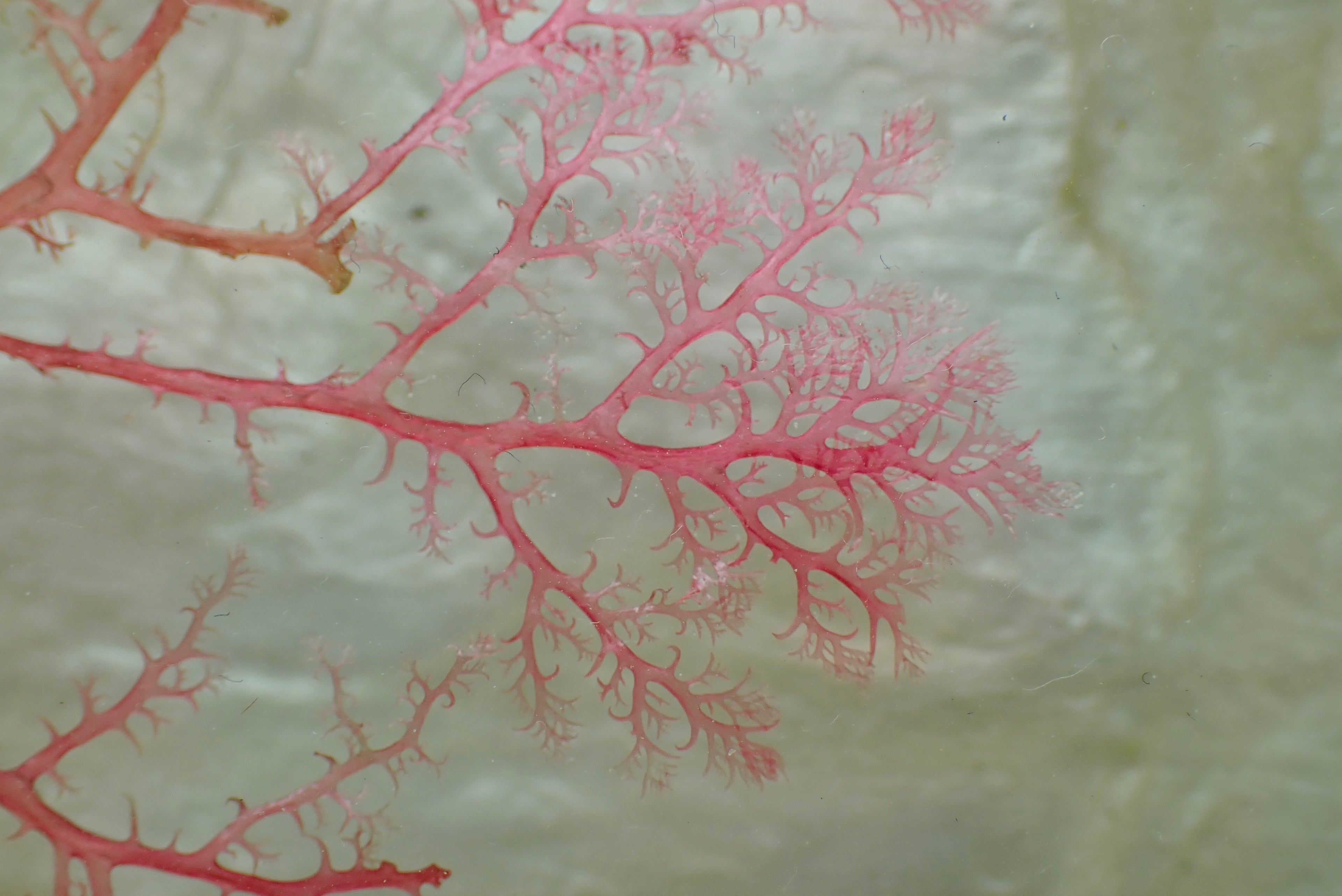 Framed Pressed Seaweed No. 4