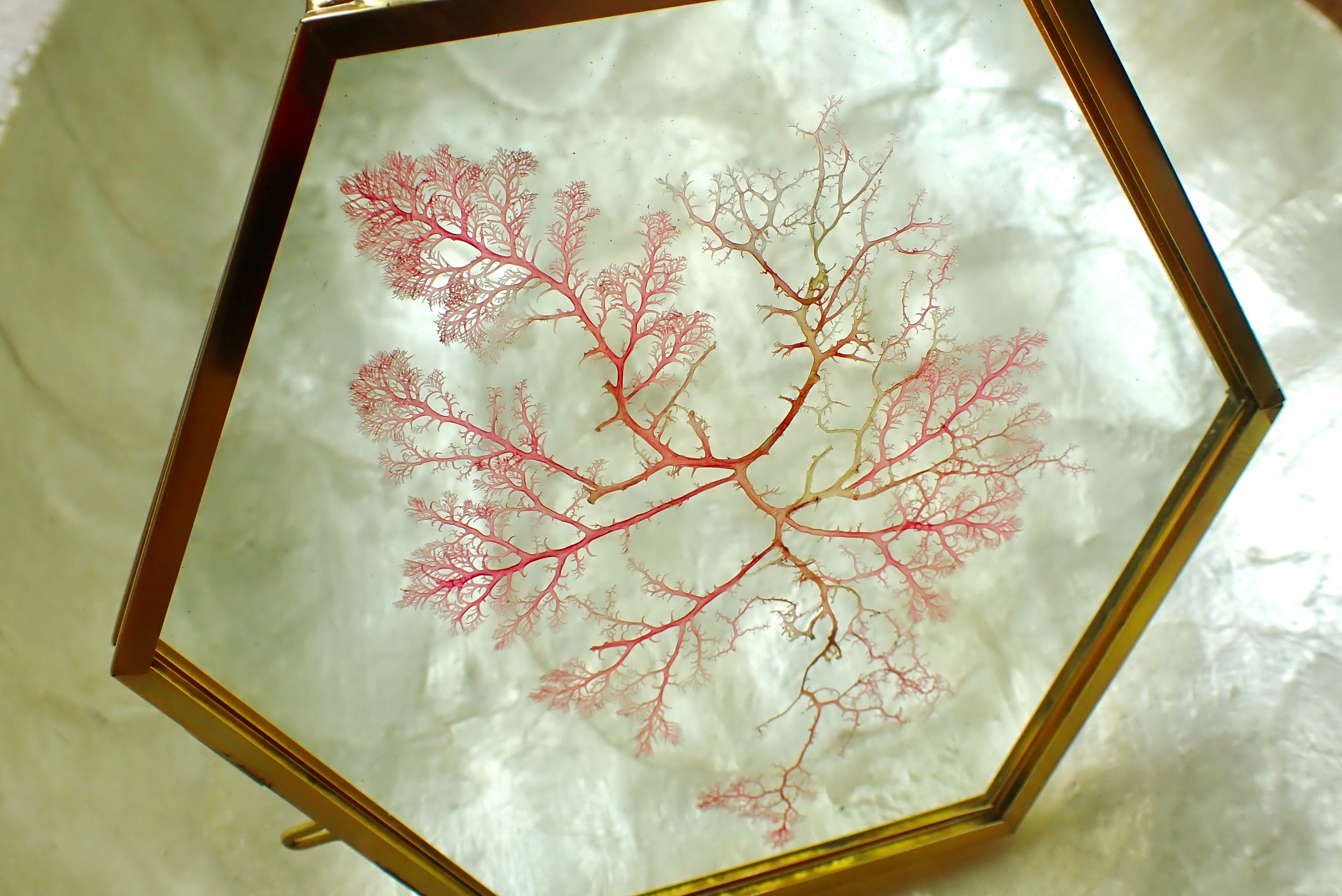 Framed Pressed Seaweed No. 4