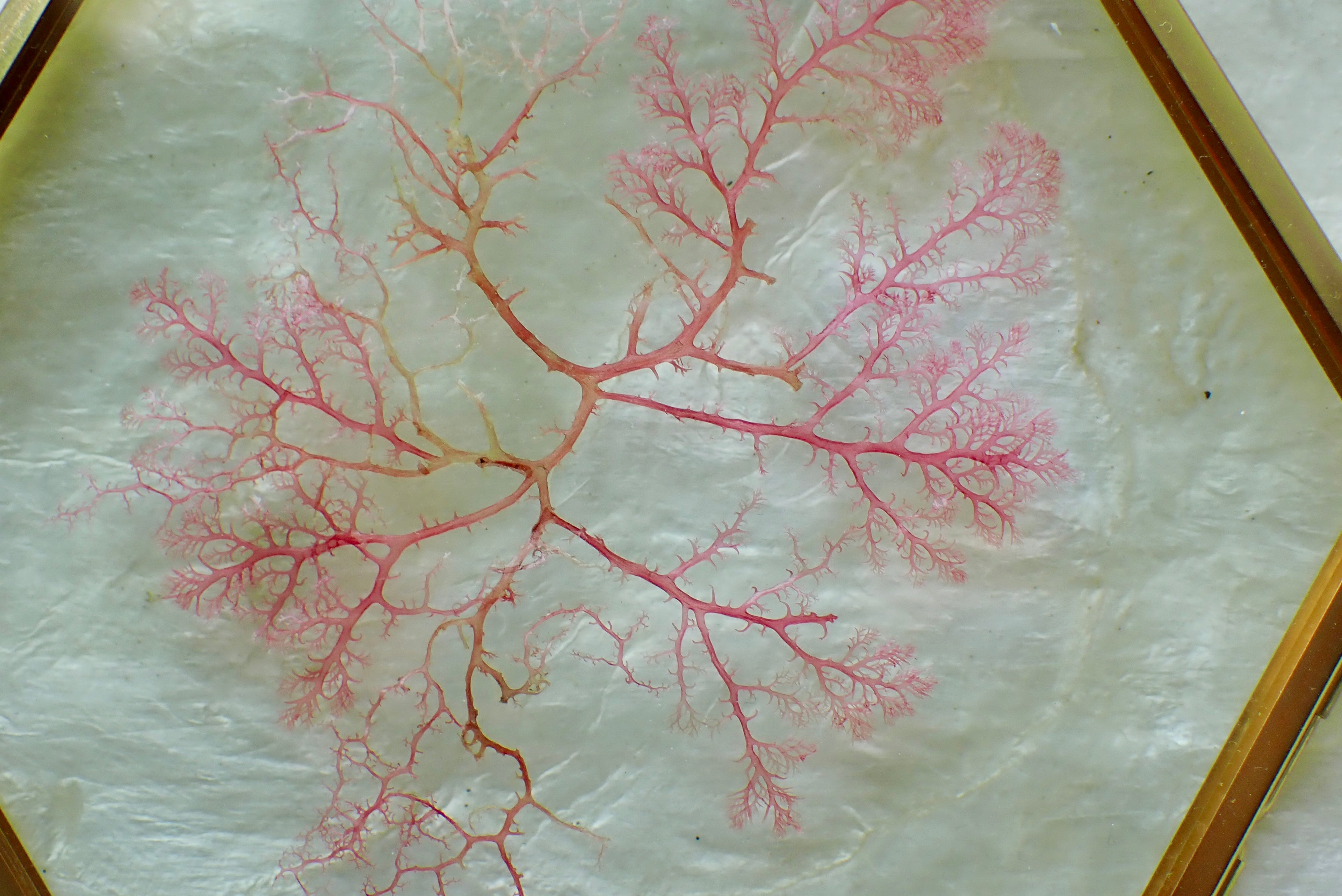 Framed Pressed Seaweed No. 4