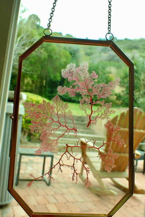 Framed Pressed Seaweed No. 3