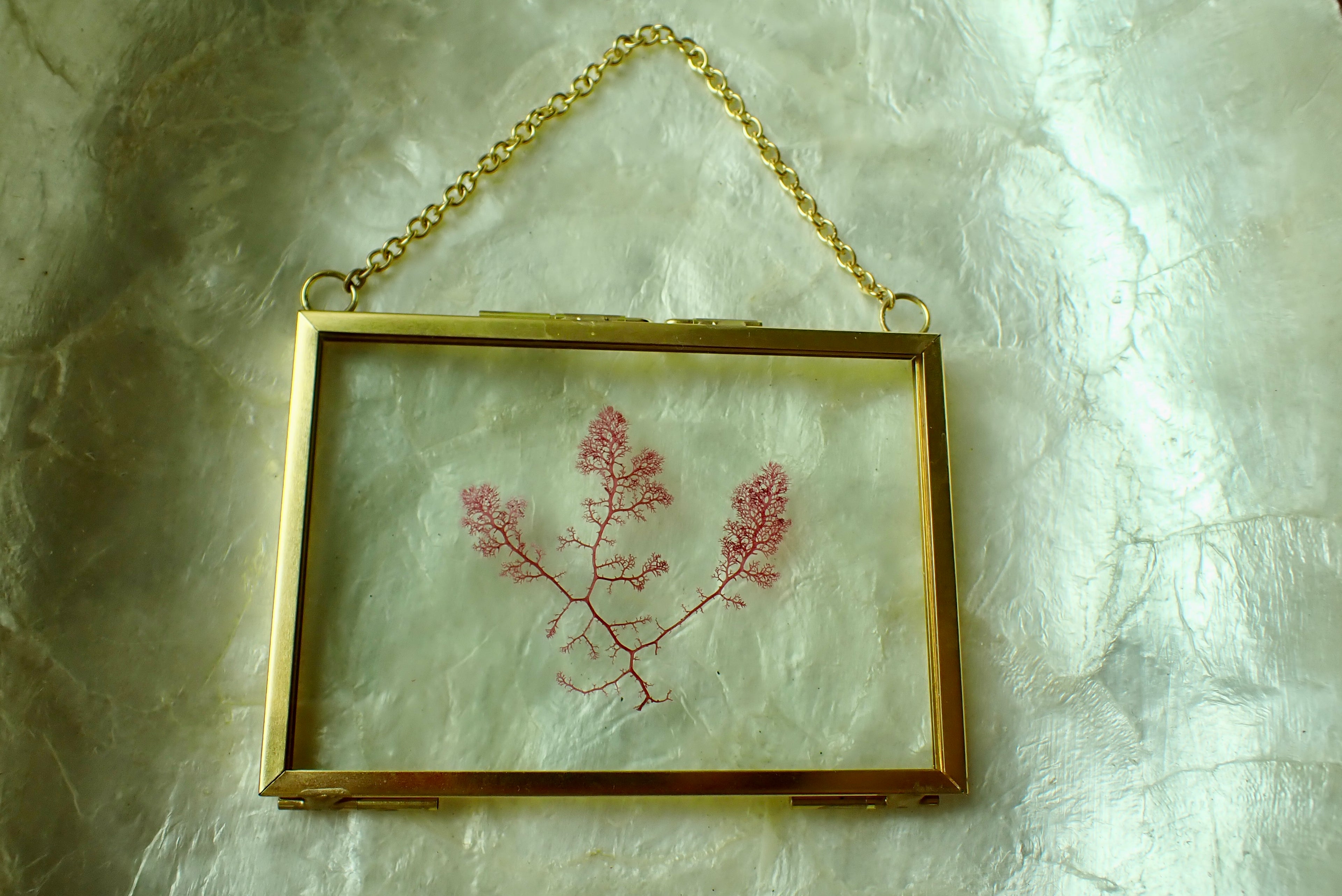 Framed Pressed Seaweed No. 2