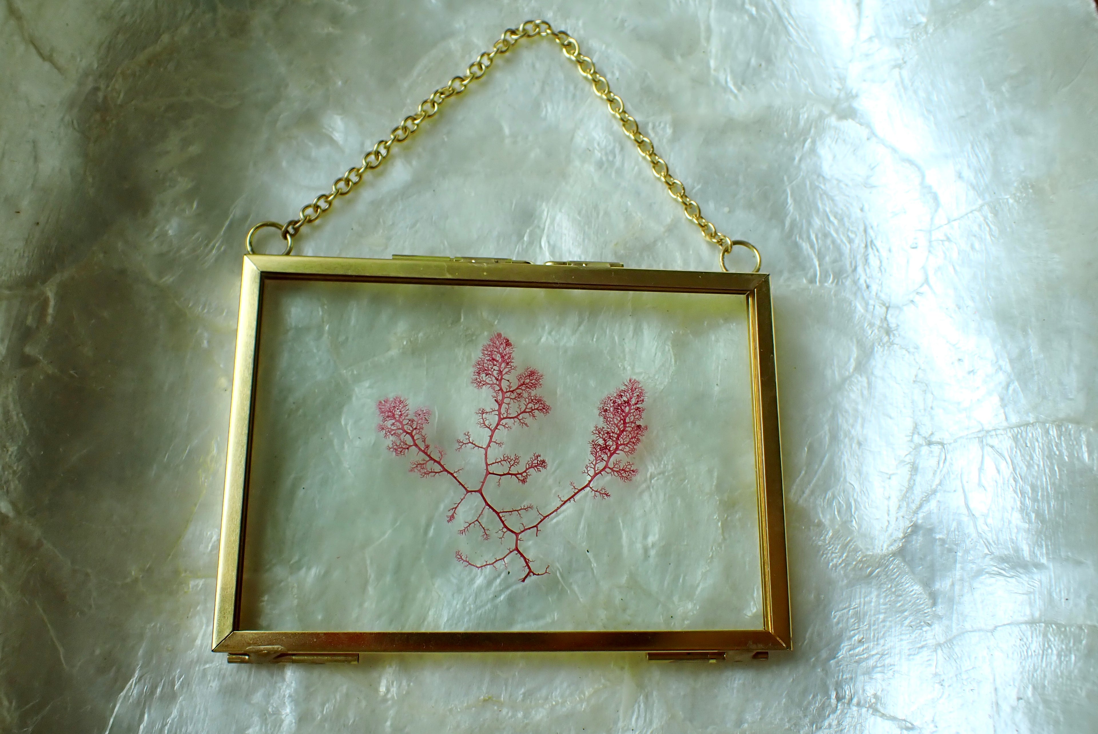 Framed Pressed Seaweed No. 2