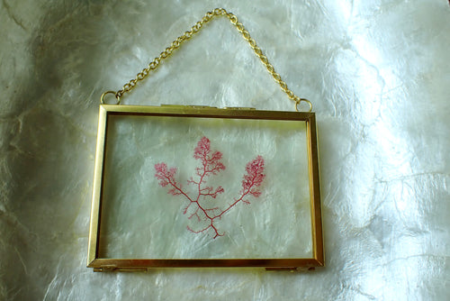 Framed Pressed Seaweed No. 2