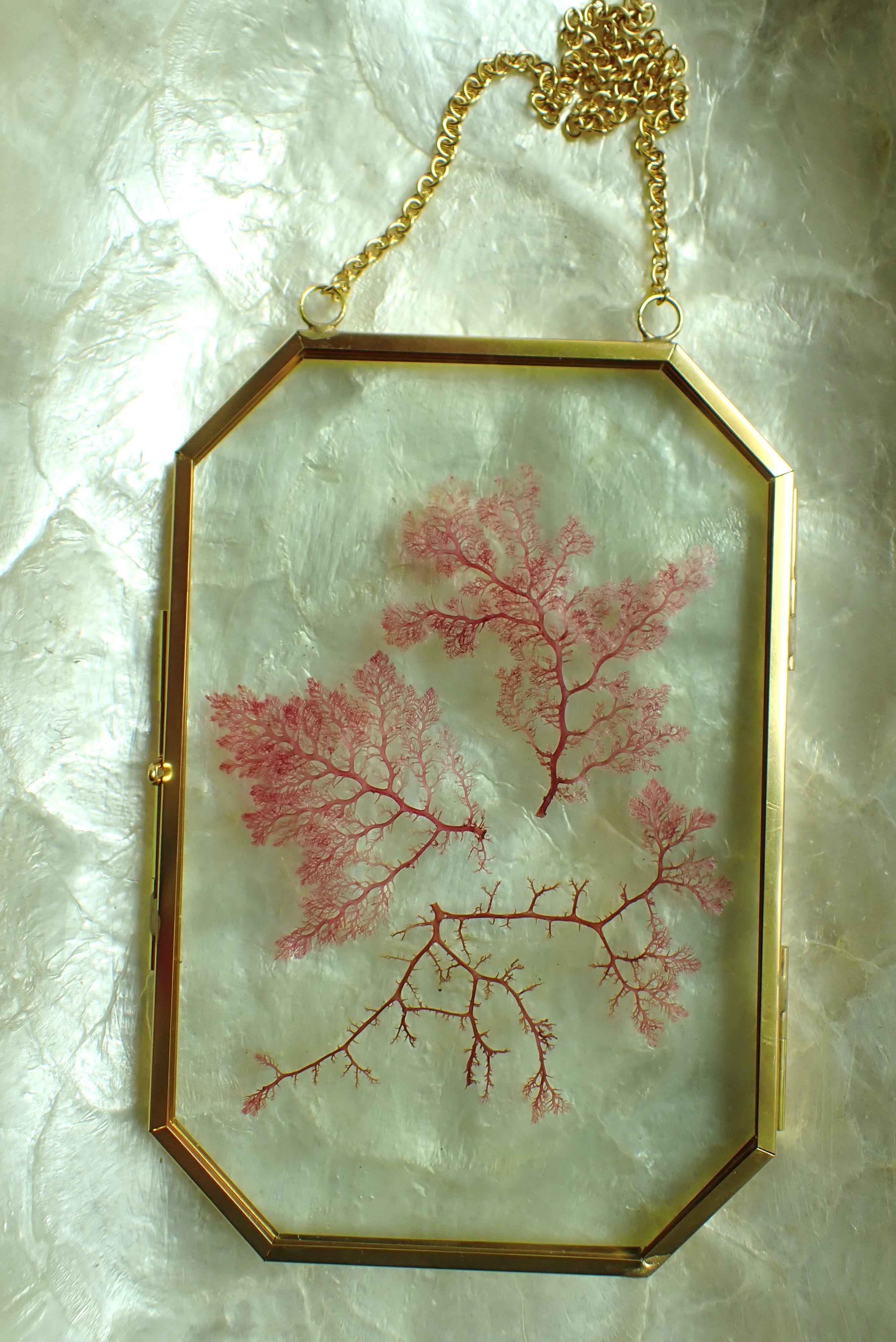 Framed Pressed Seaweed No. 3