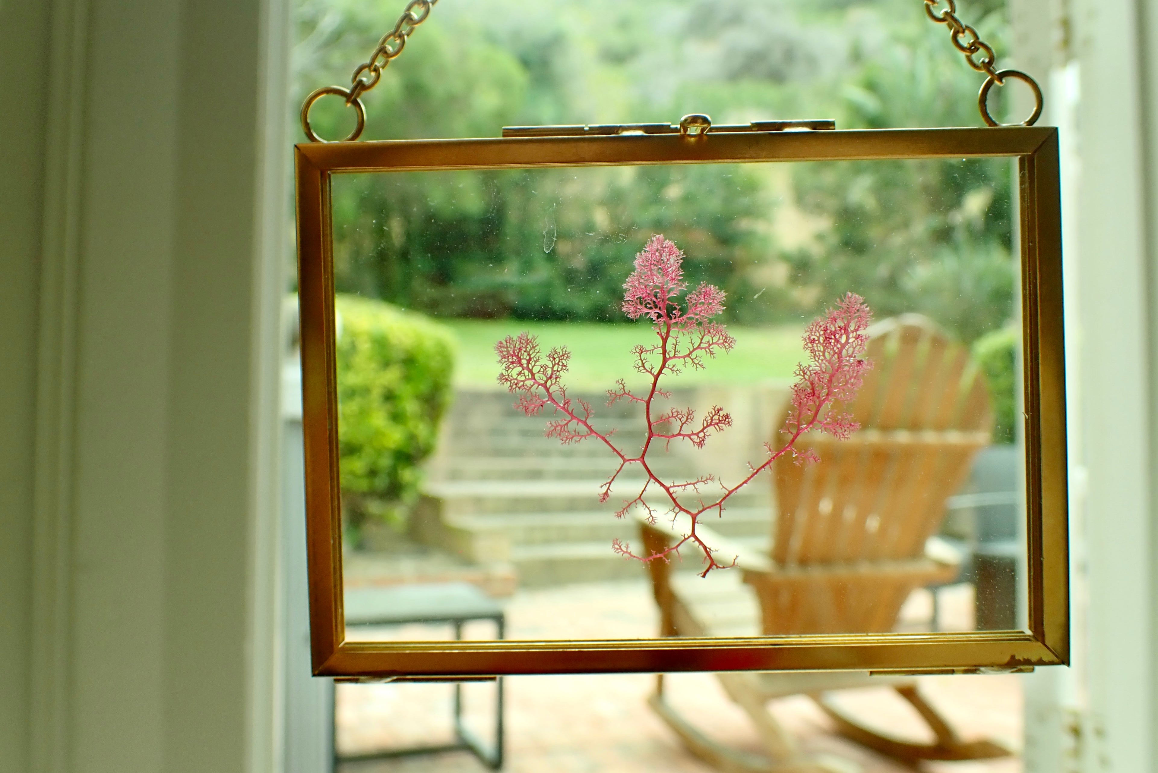 Framed Pressed Seaweed No. 2