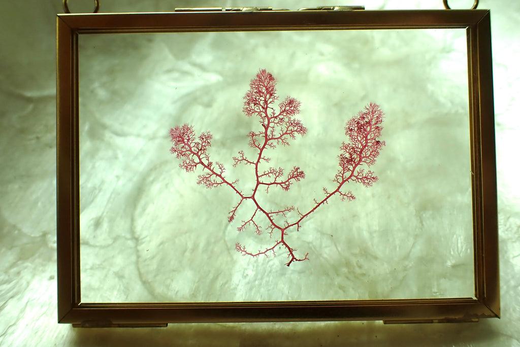 Framed Pressed Seaweed No. 2