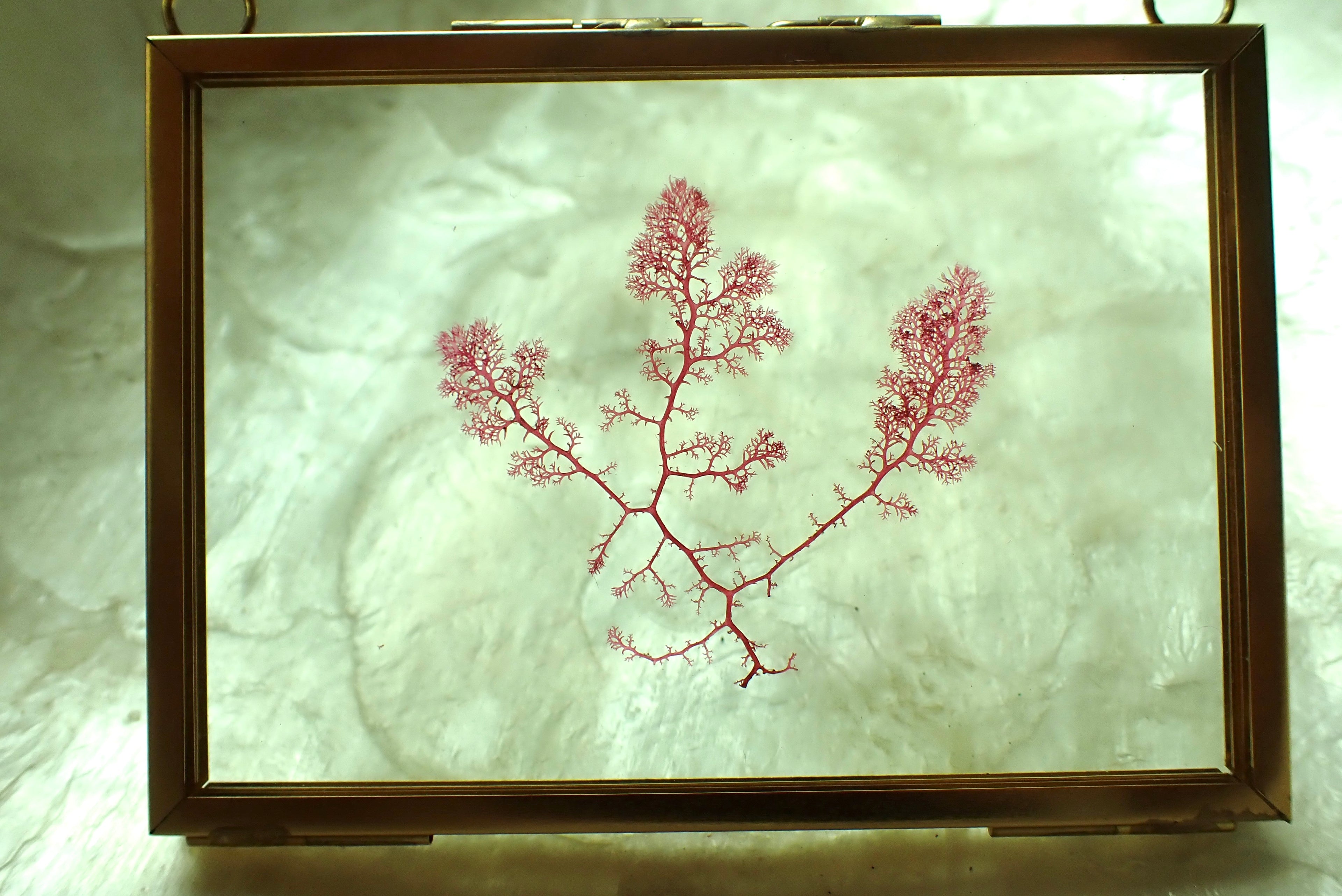 Framed Pressed Seaweed No. 2