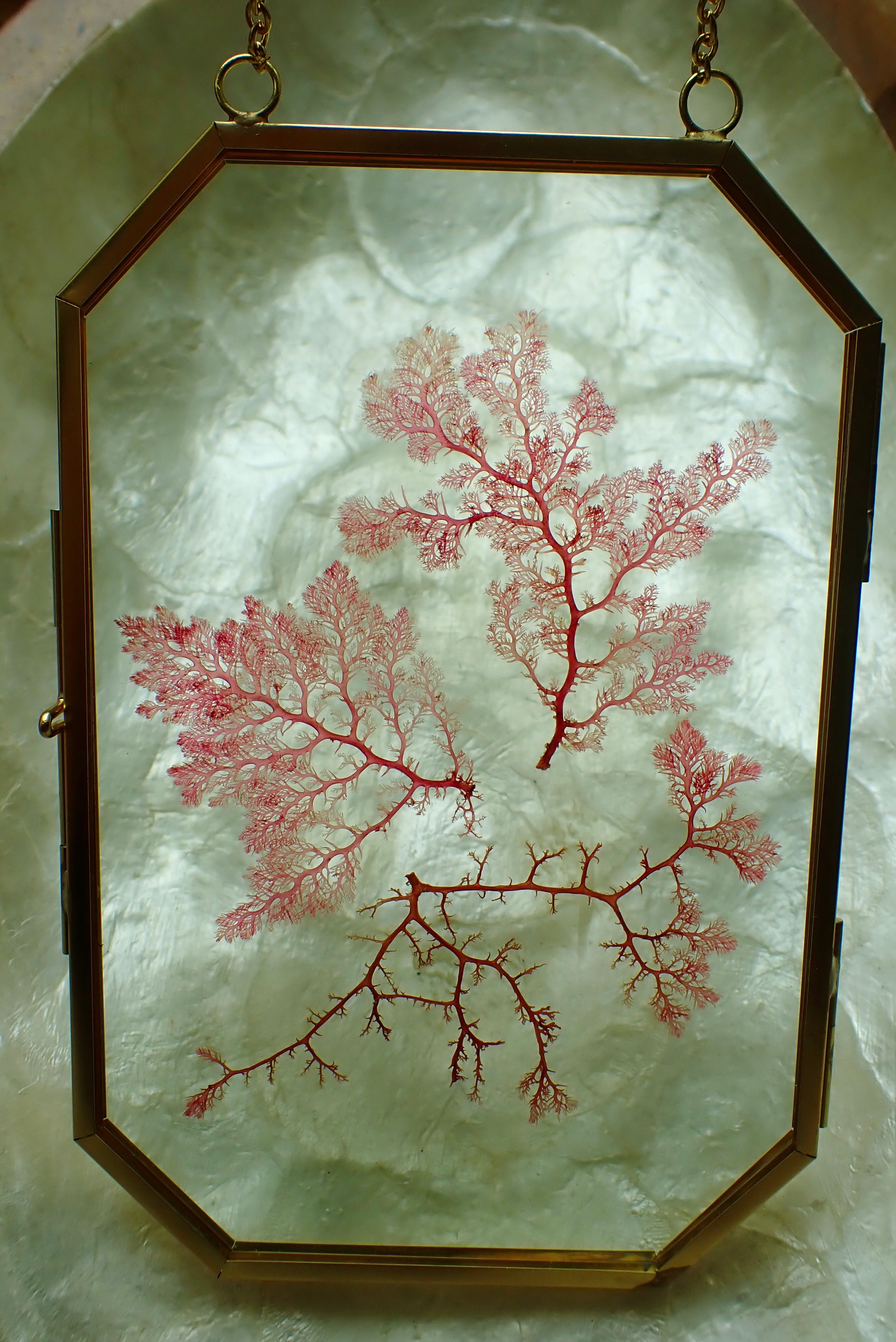 Framed Pressed Seaweed No. 3