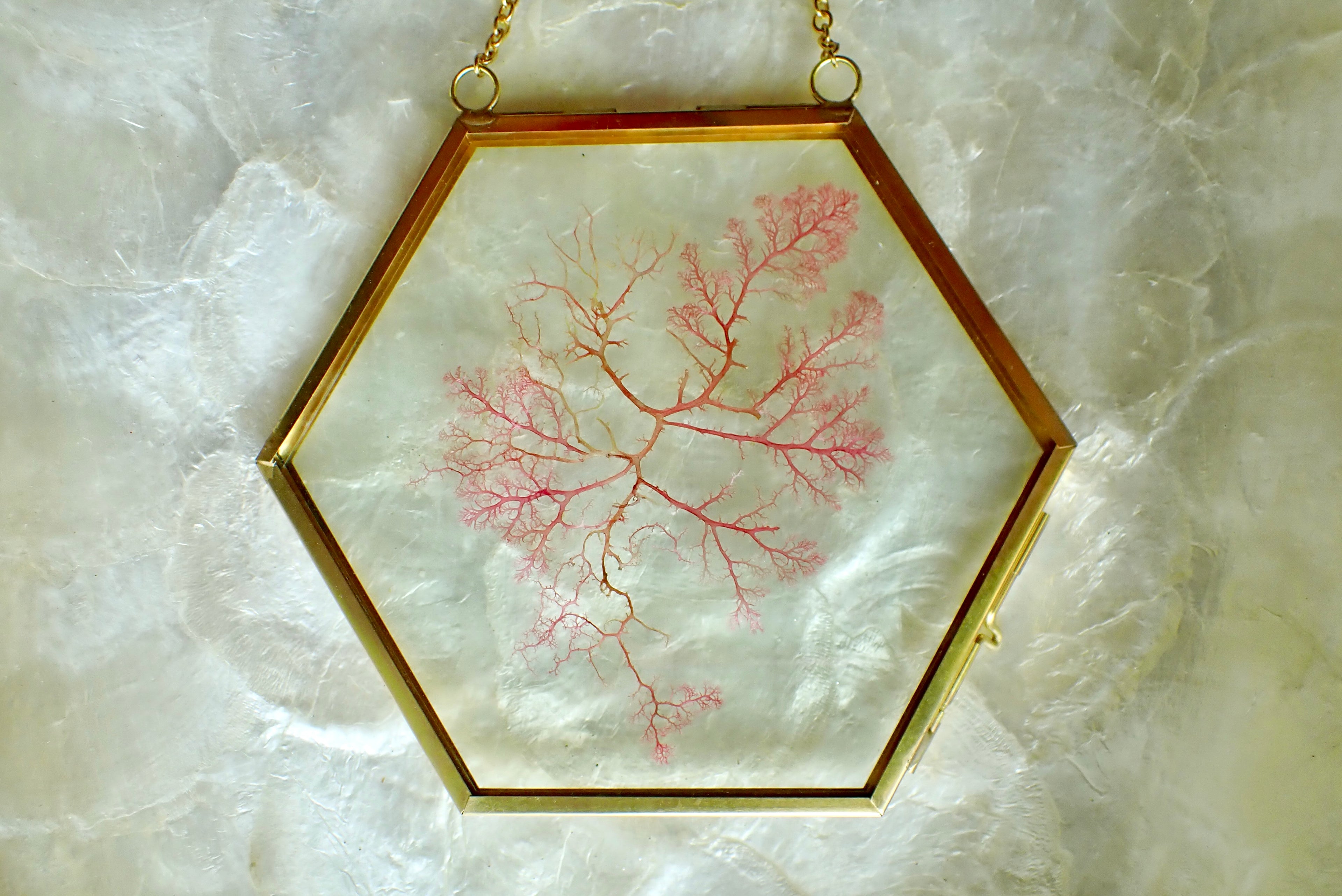 Framed Pressed Seaweed No. 4