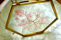 Framed Pressed Seaweed No. 4