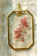 Framed Pressed Seaweed No. 1