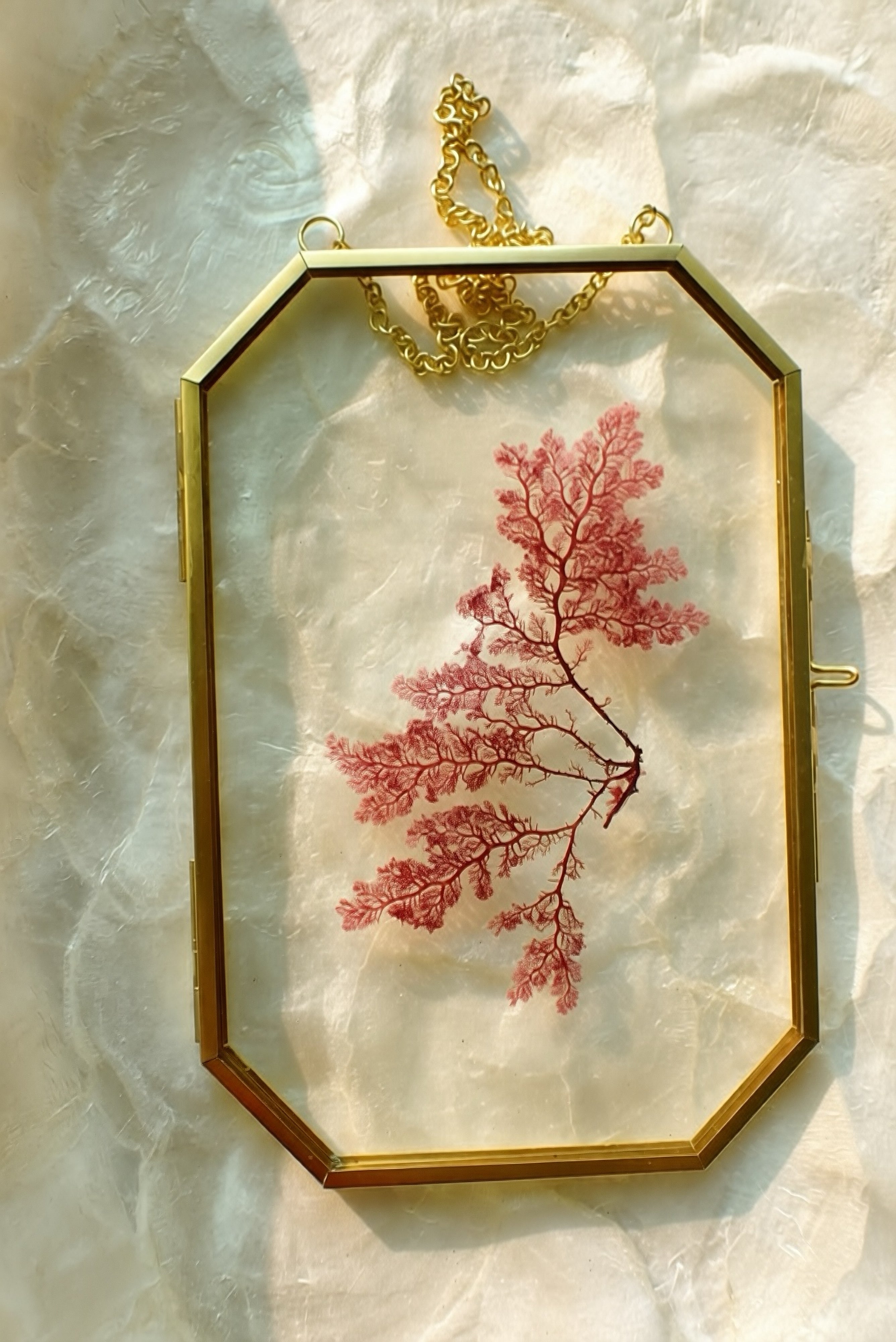 Framed Pressed Seaweed No. 1