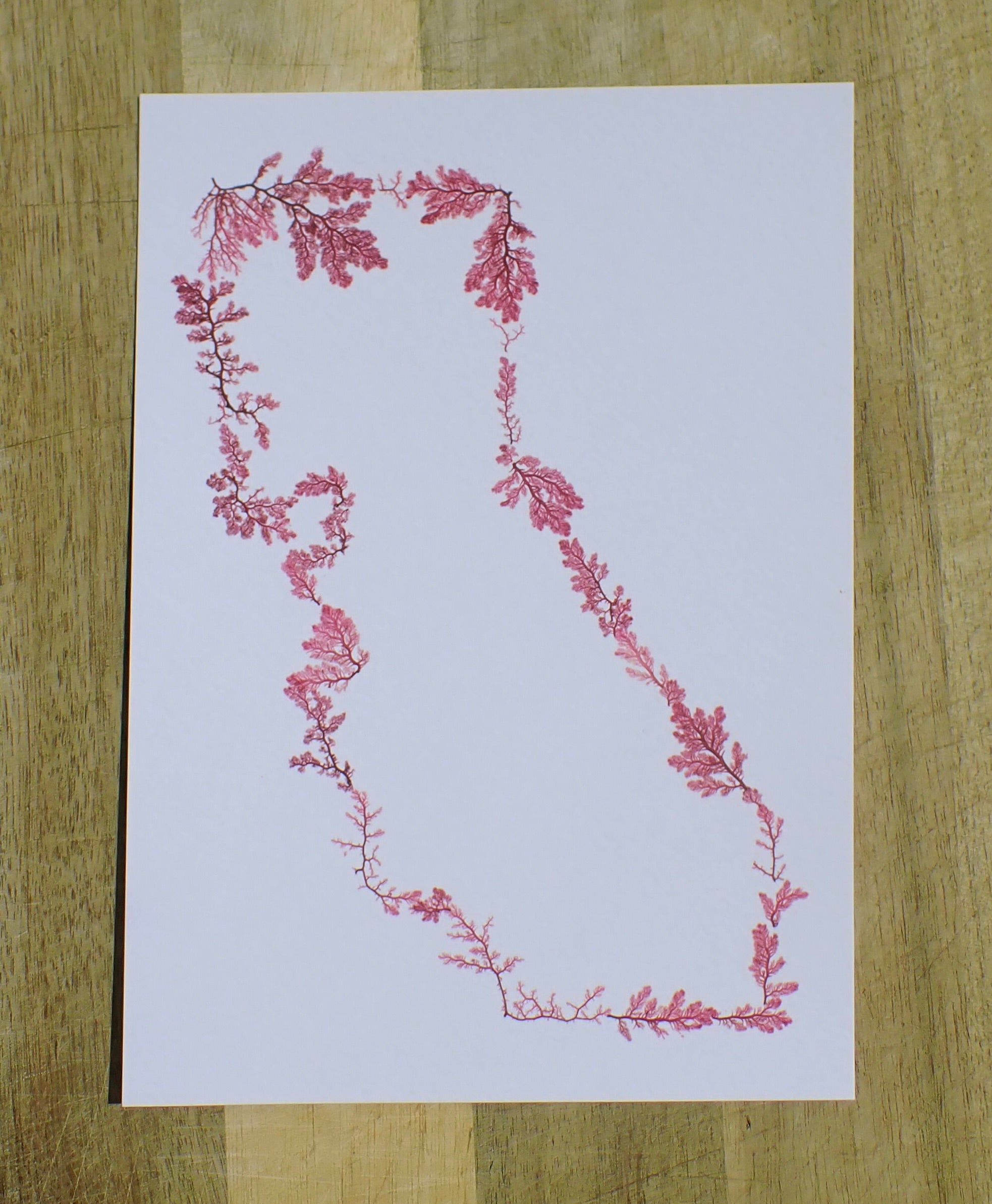 Caeliefornia