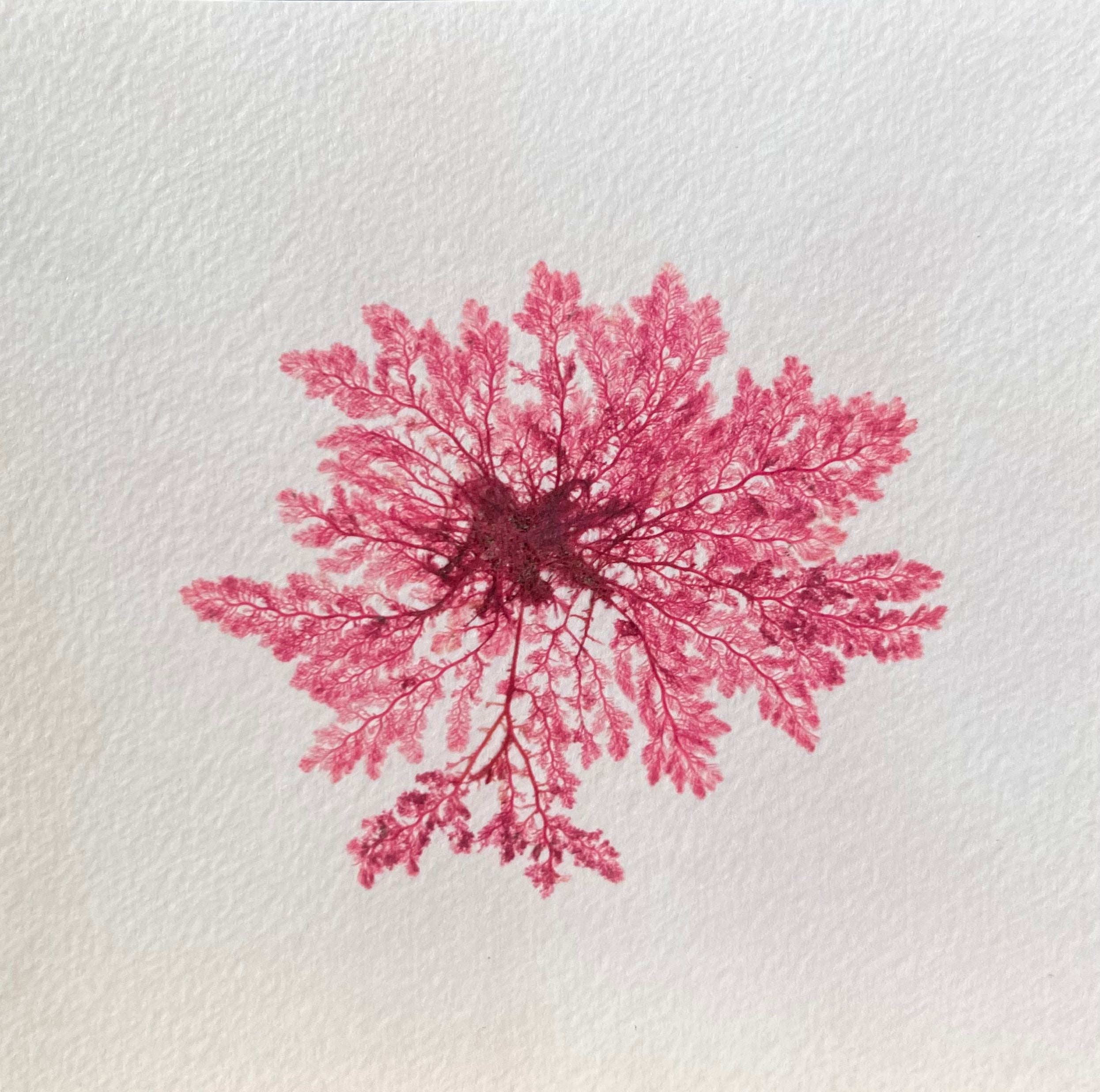 BLOOM