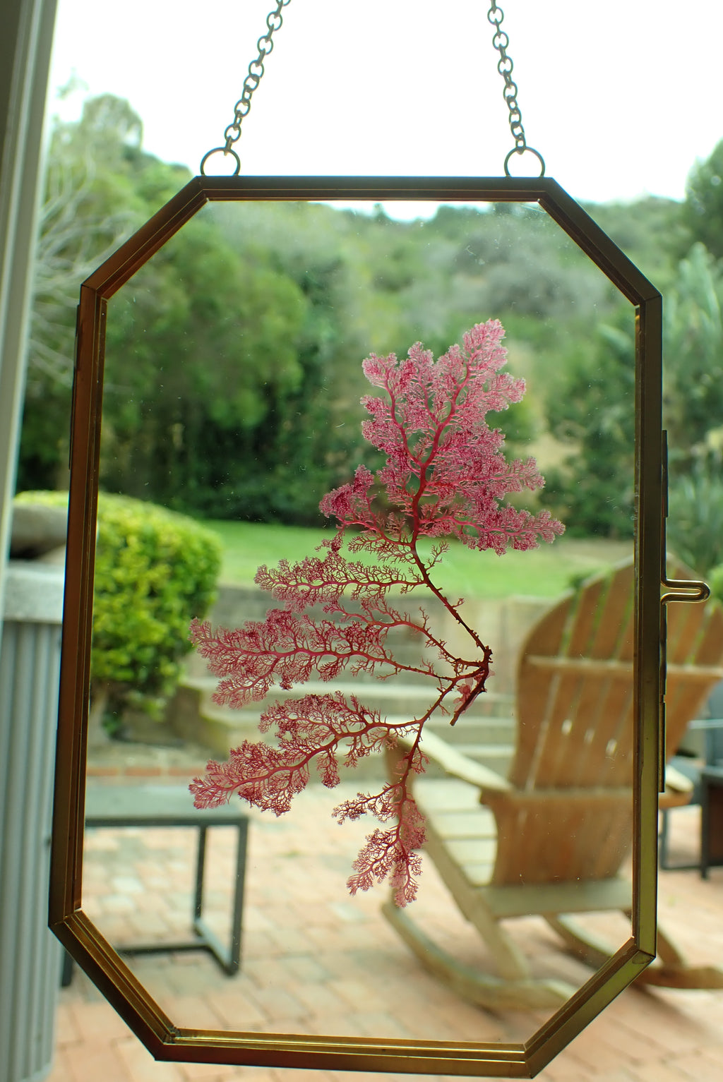 Framed Pressed Seaweed No. 1